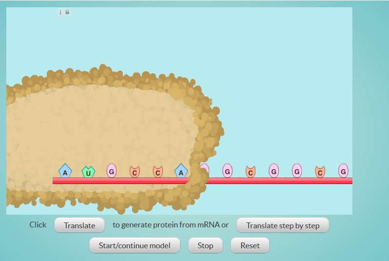 Processo de Traduo do RNA